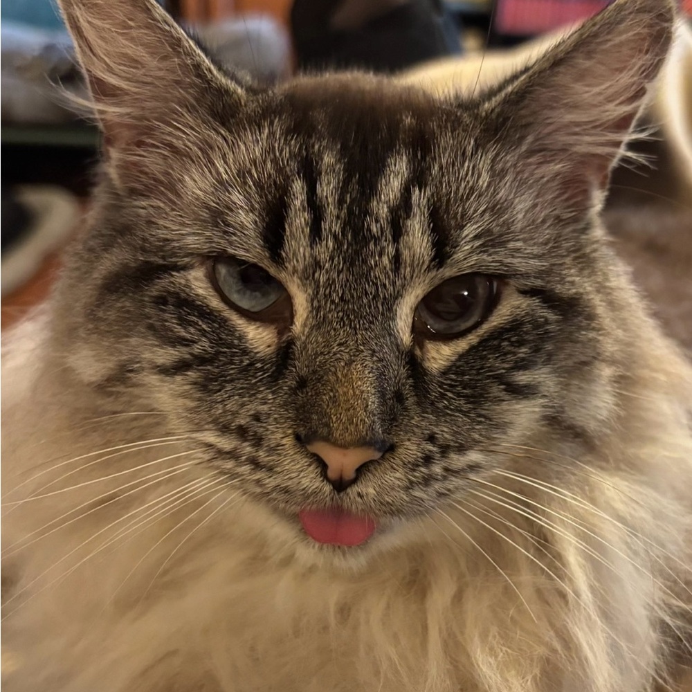 Pet Friendly - image 8